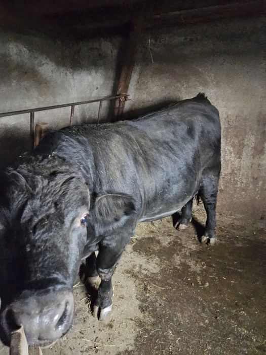 Vand taur de aproximativ un an