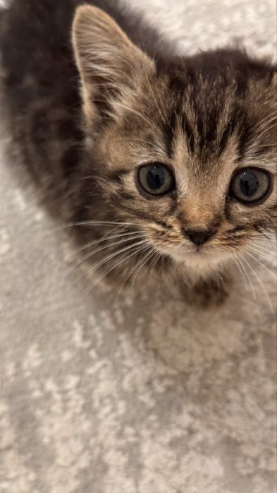 Срочно Продам котенка мама бенгальская