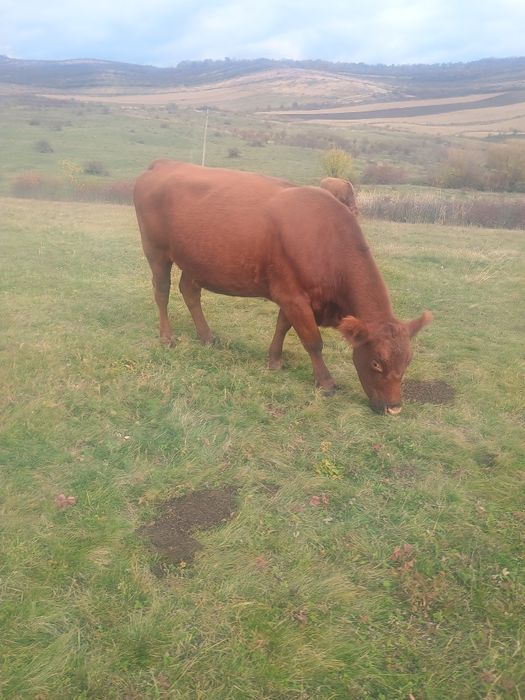 Vacă angus de abator