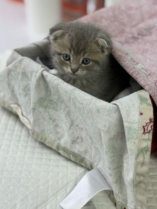 Продам  красивого котенка