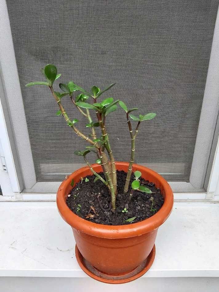 PLANTA BANILOR ( Crassula ovata ) Oriunde în țară !!!