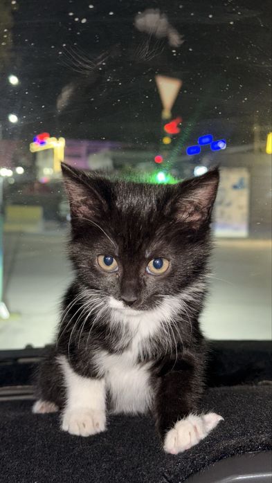 Siyam mushigi toza zotlik | 1.5 oylik