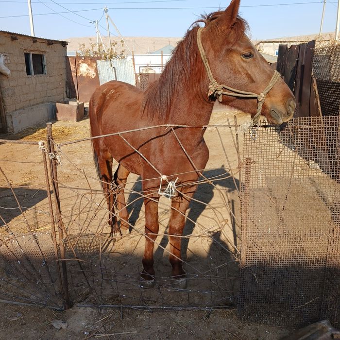 Жылқы сатылады ы