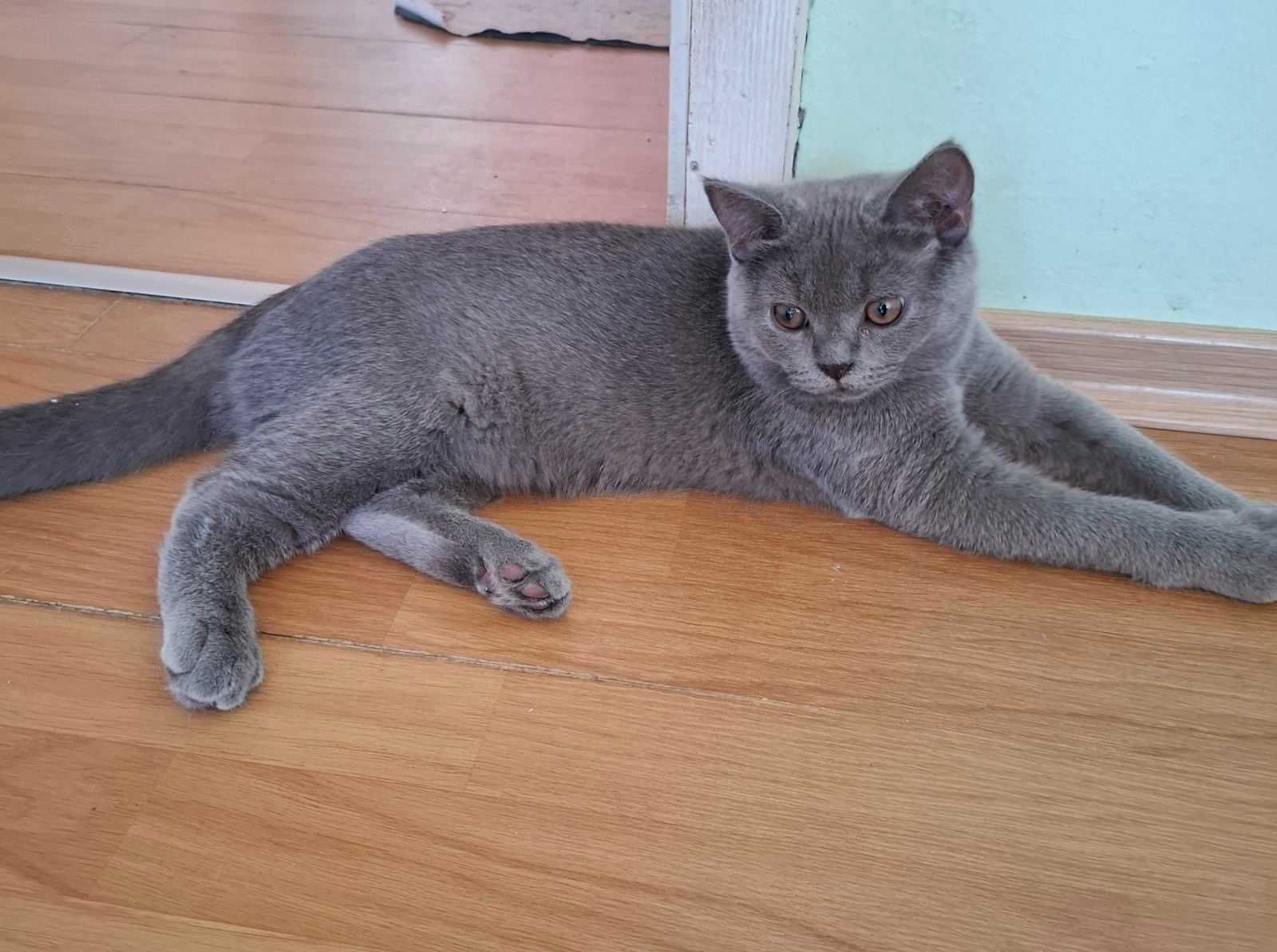 Шотландско коте мъжко