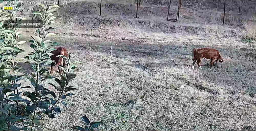 Герефорд герефорд gereford она бола