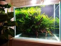Продается аквариум с растениями.