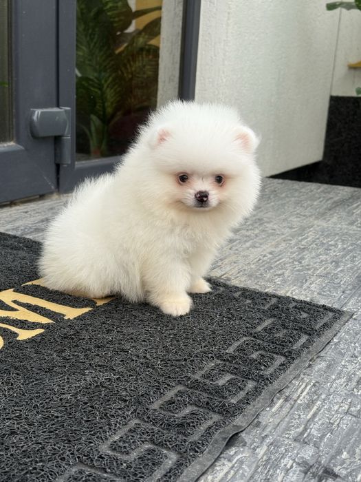 Pomeranian baiat alb