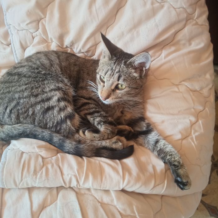 Котик мальчик 9 месяцев