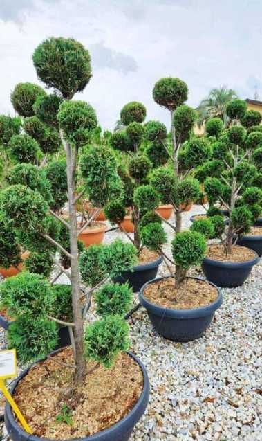 Plante Ornamentale de Calitate, Direct de la Producător