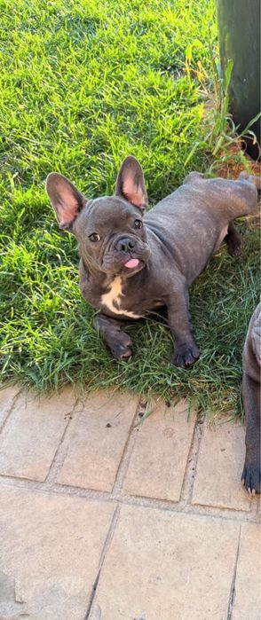 Catelusa bulldog francez blue cu pedigree