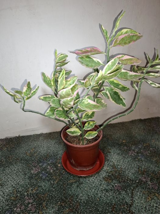 Продам свои комнатные растения срочно