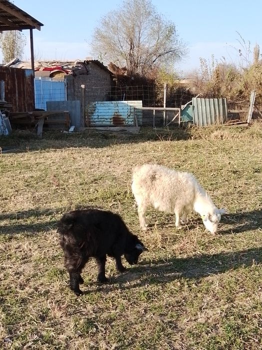 Ешкі,лақ ұрғашы сатылады