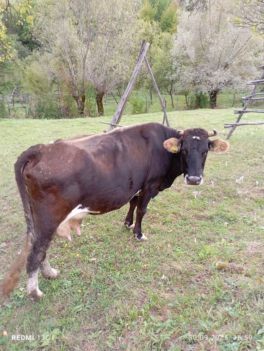 Vând vacă ( de ținut )