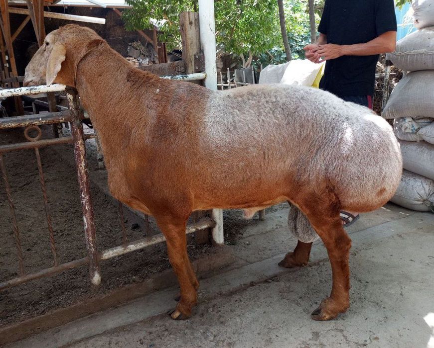 Qoy куй кой qochqorlar sotiladi Aqiqa va boshqa marosmlar 24/7