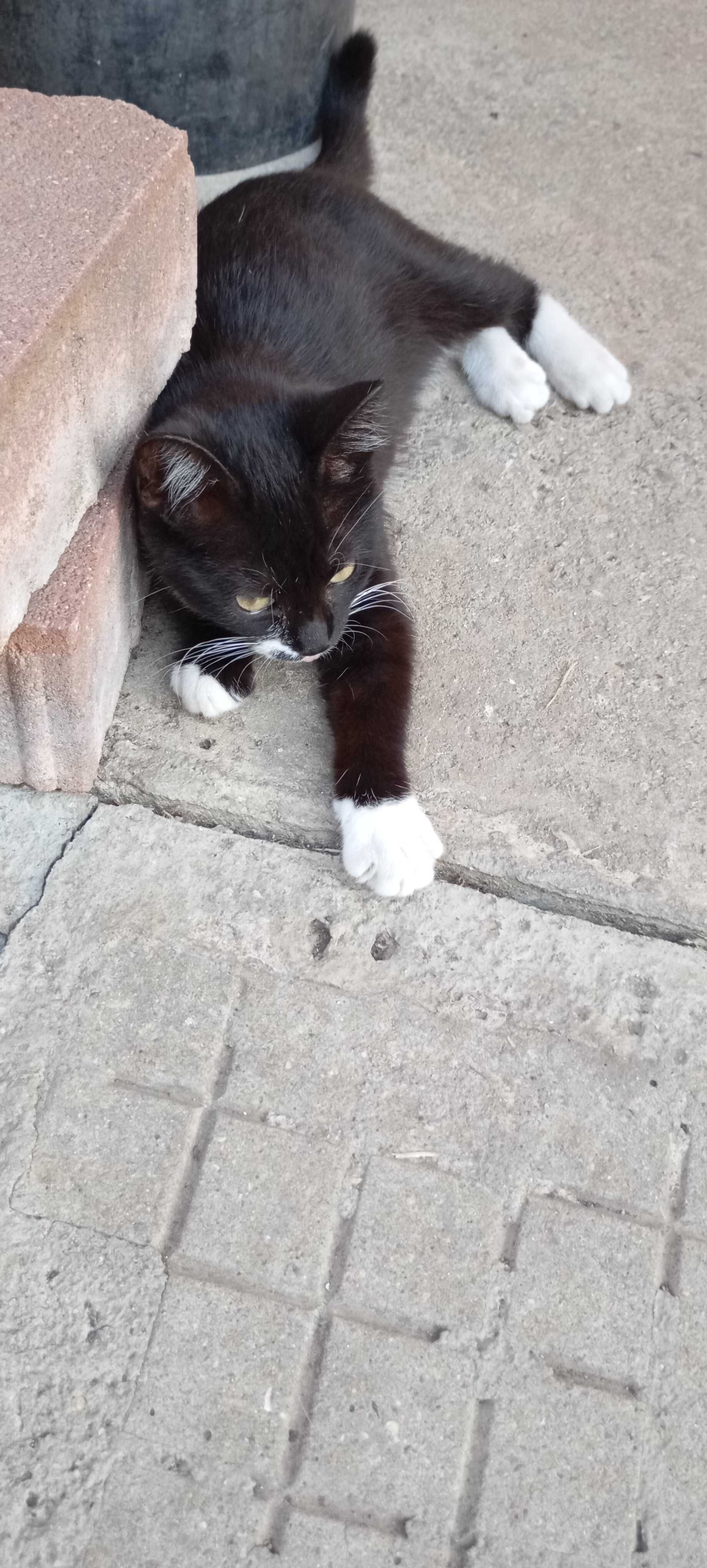 Котенца търсят дом