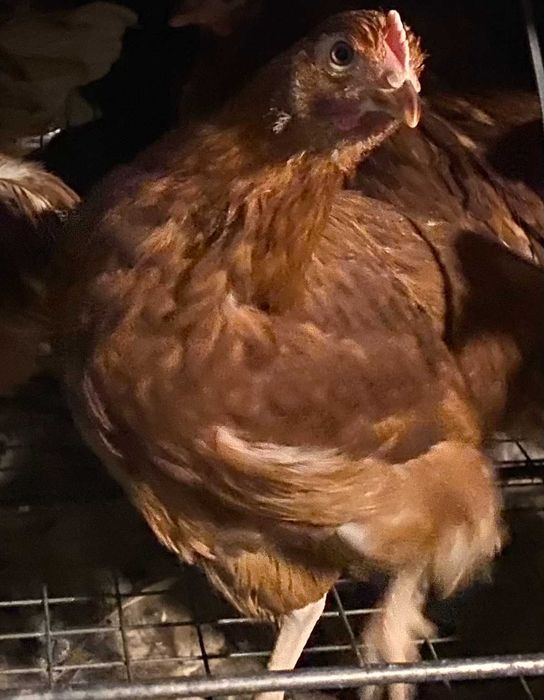 Vaccinarea – diferența dintre o puicuță sănătoasă și o pierdere sigură