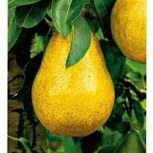 Pomi fructiferi clasici peri