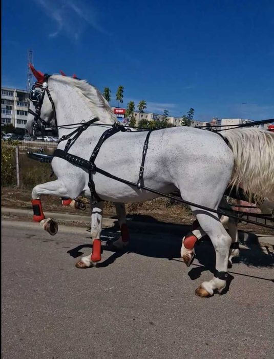 Trasura  Caleasca Modern   Mireasa Album Nunta  FotoVideo  Elegant Cai