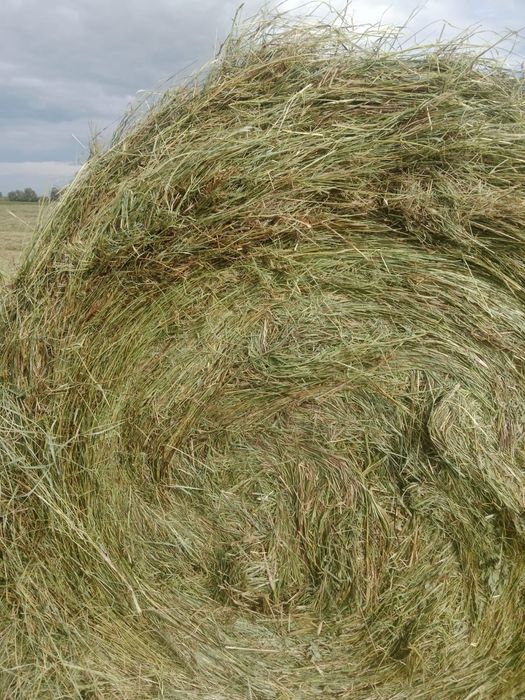 Сена продем рулонах