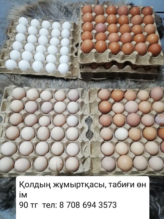 Қолдың жұмыртқасы сатылады 90 тг