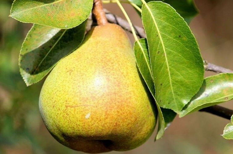 Pomi Fructiferi Glia Stramoseasca (Soiuri De Păr )