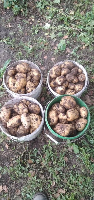 Продаю картофель.