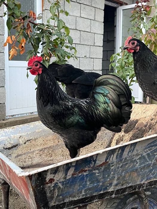 Astralop karlik xorozchalar