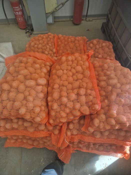 Cartofi pentru animale furaj samanta