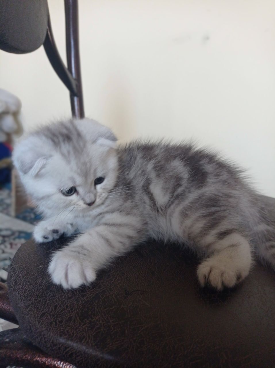 Британьский кошка