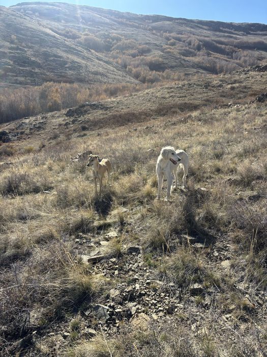 продам грейхаунд полный рабочи