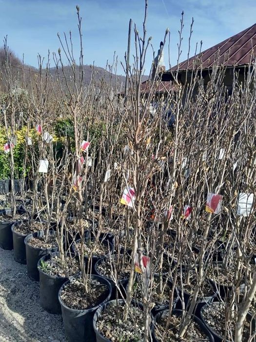 Plante ornamentale pentru gradina, magnolia ,tuia,ewudimus, photinia