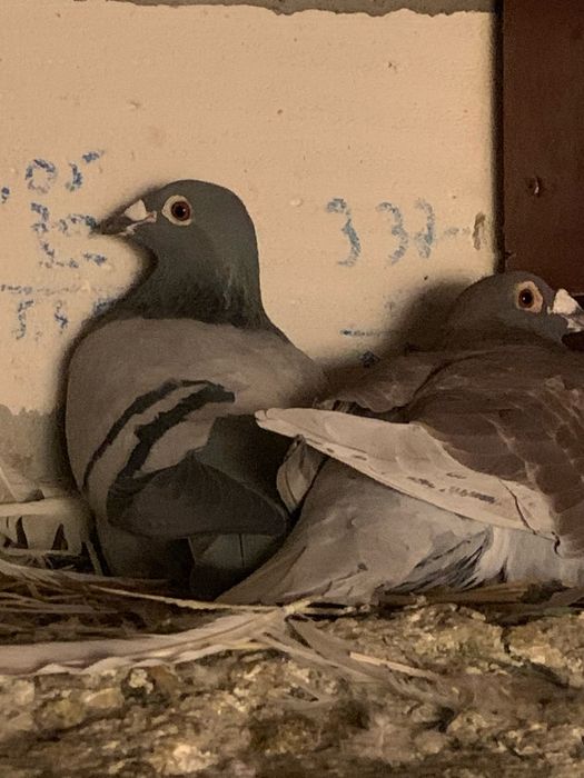 Vand porumbei voiajori