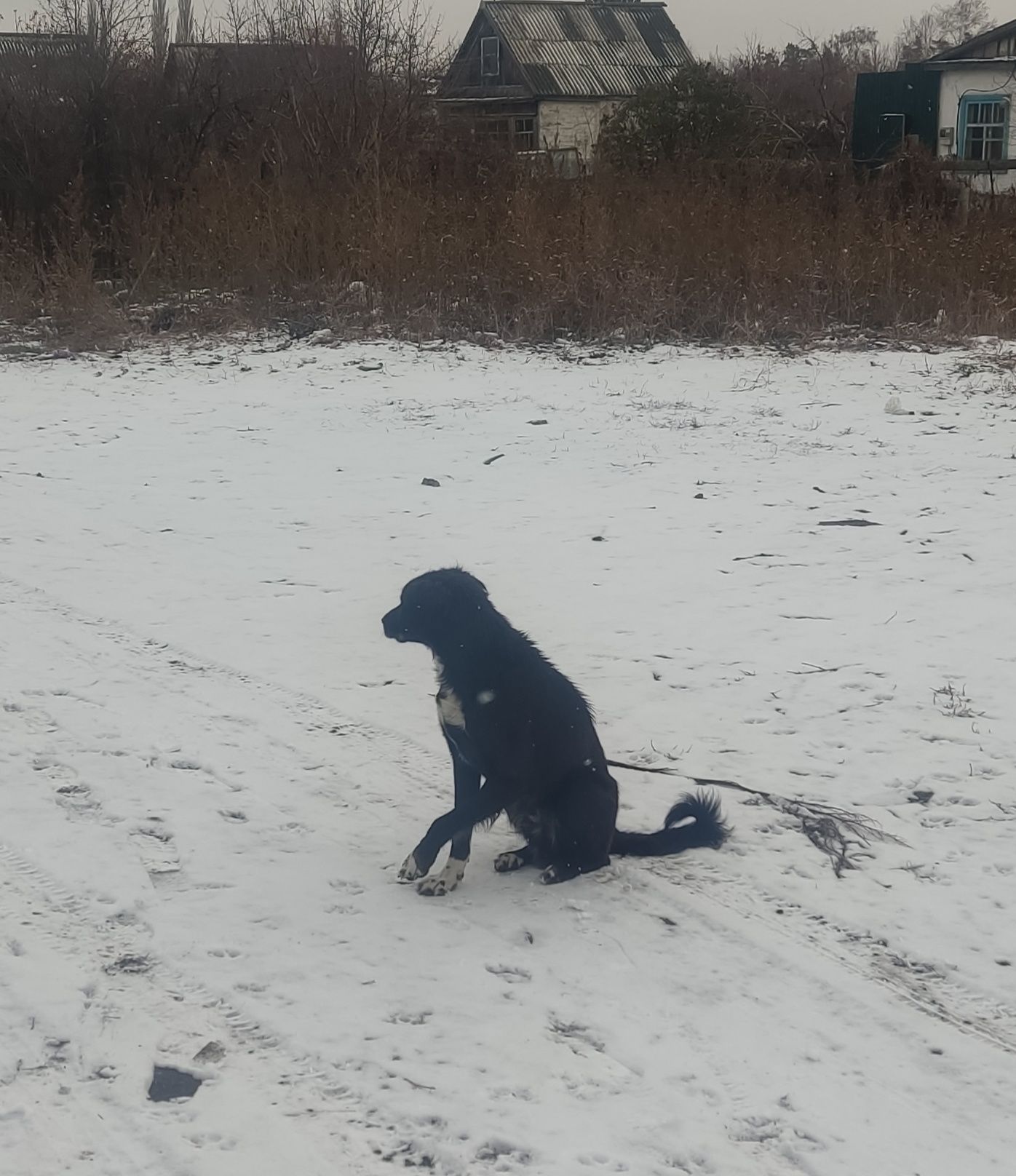 Пристраивается собака. Срочно