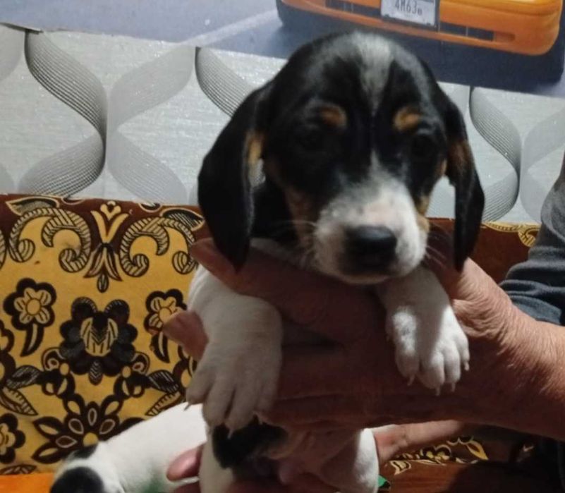 мини дакел Пайболд мъжки и женски кученца