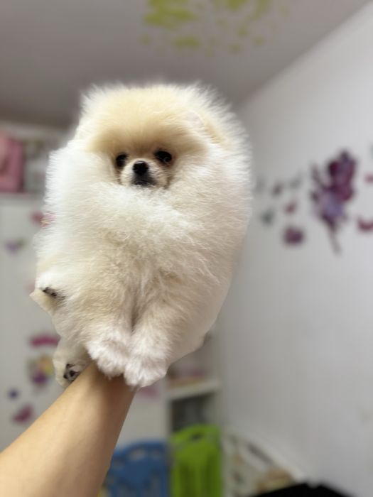 Femela pomeranian fci pedigree