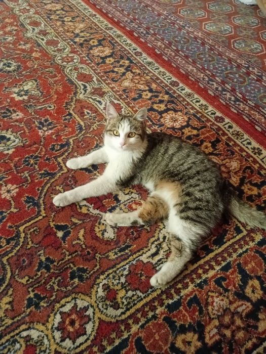 Домашняя кошка красивая