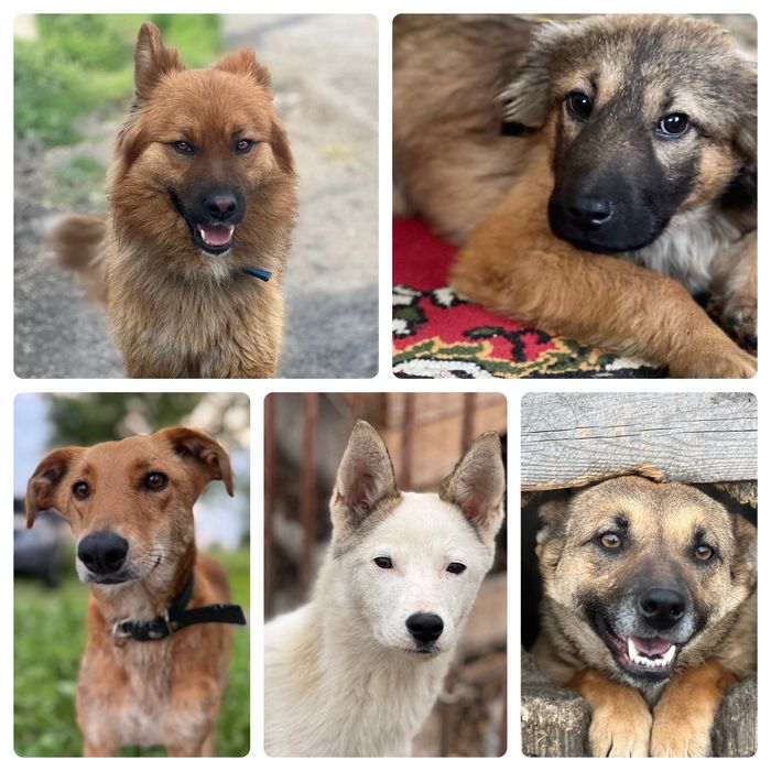 Собаки в хорошие руки