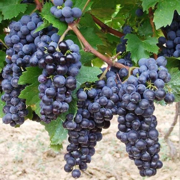 Struguri de vin albi si negri Feteasca Muscat Ottonel Riesling Merlot