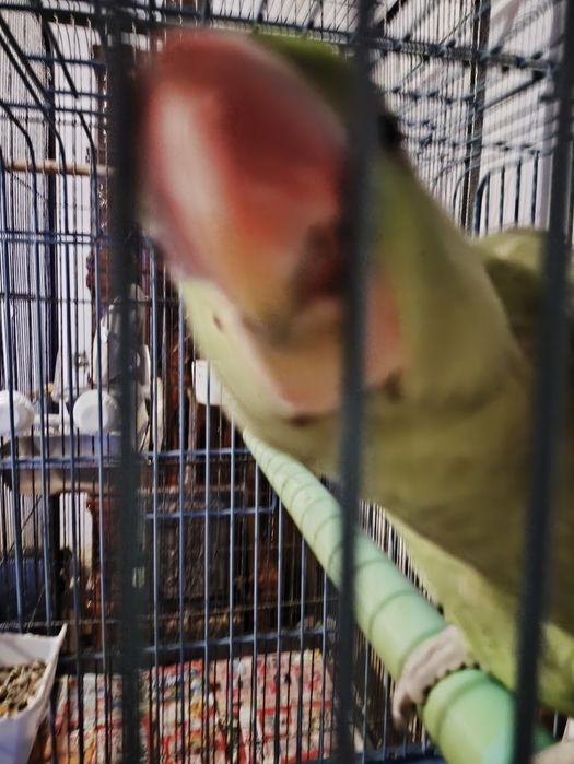 Vand Marele Alexandru Varsta 10 luni bland crescut la seringa