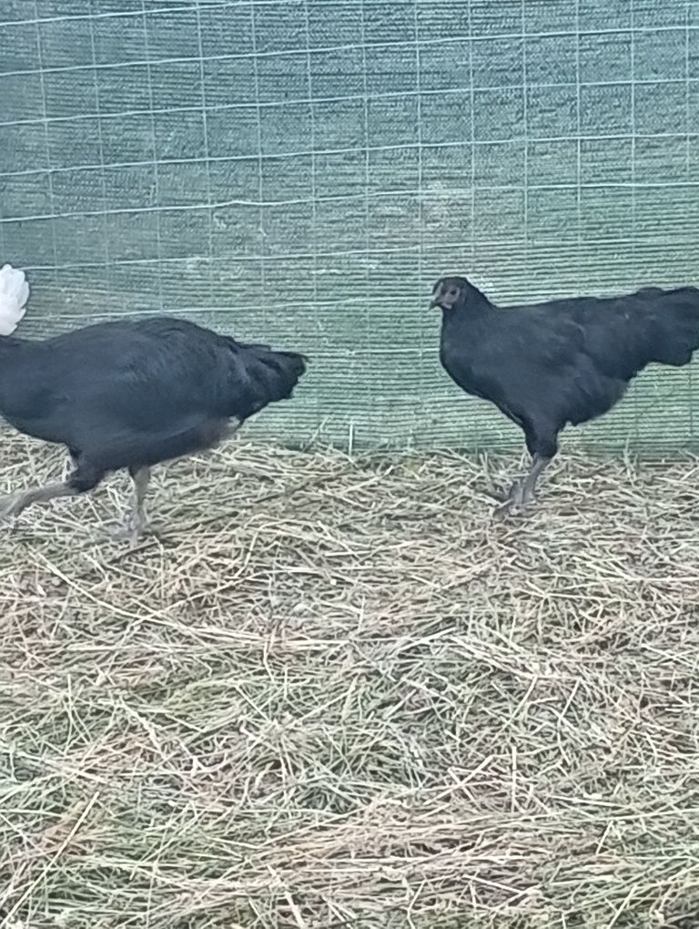 Puicuțe australop