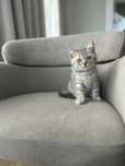 Montanel British shorthair
