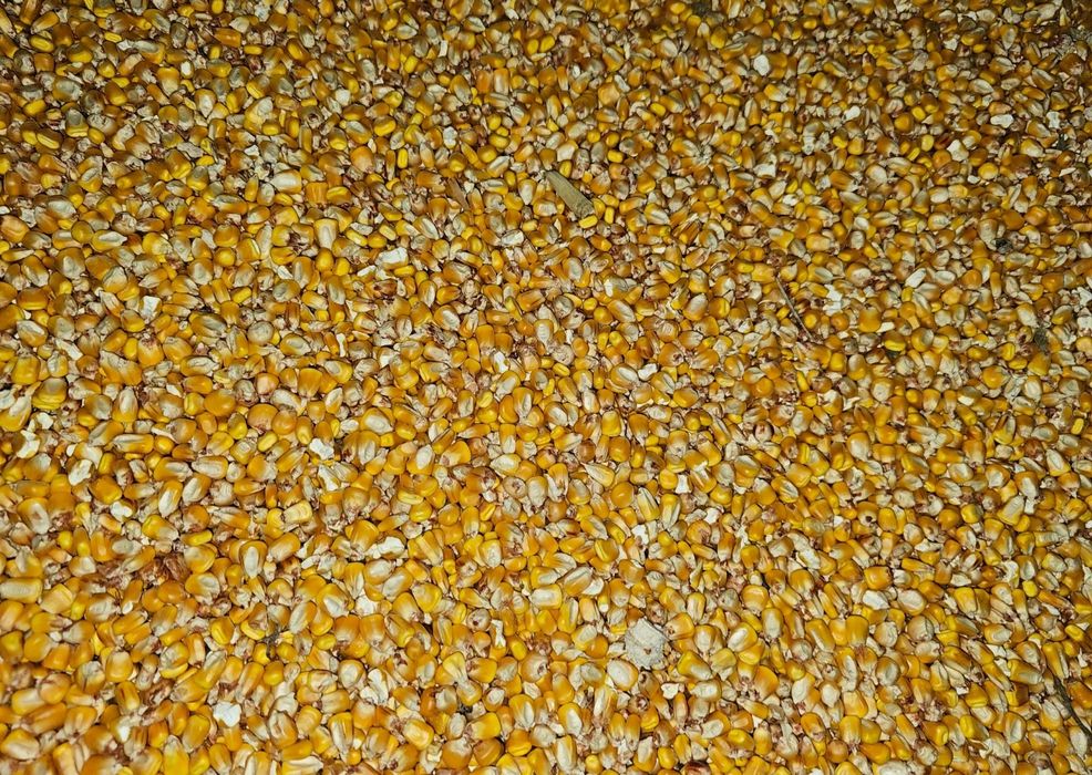 Vând porumb ,recoltă 2025, 0.80 lei/kg