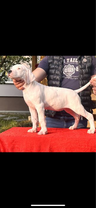 Mascul Dog Argentinian