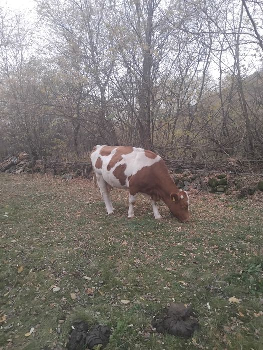 Vaca de vanzare pt abator