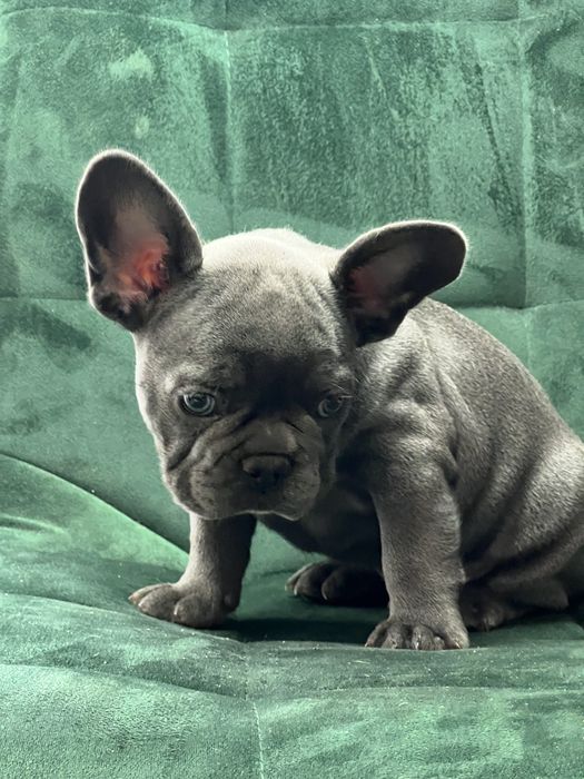 Bulldog francez baietel