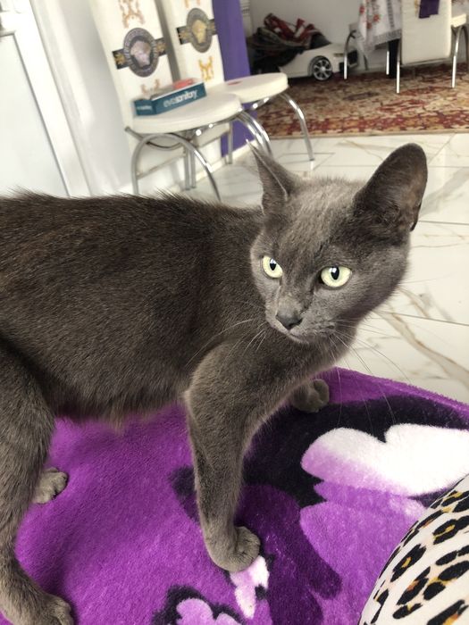 Dau spre adoptie pisica