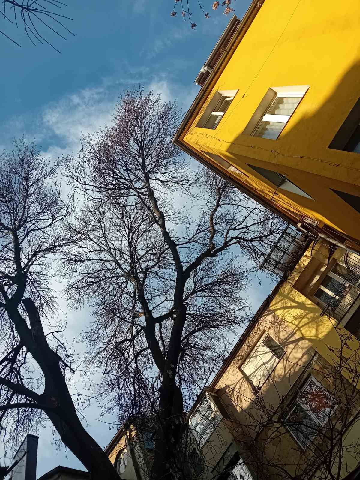 Почистване на парцели дворове Косене на трева рязане на опасни дървета