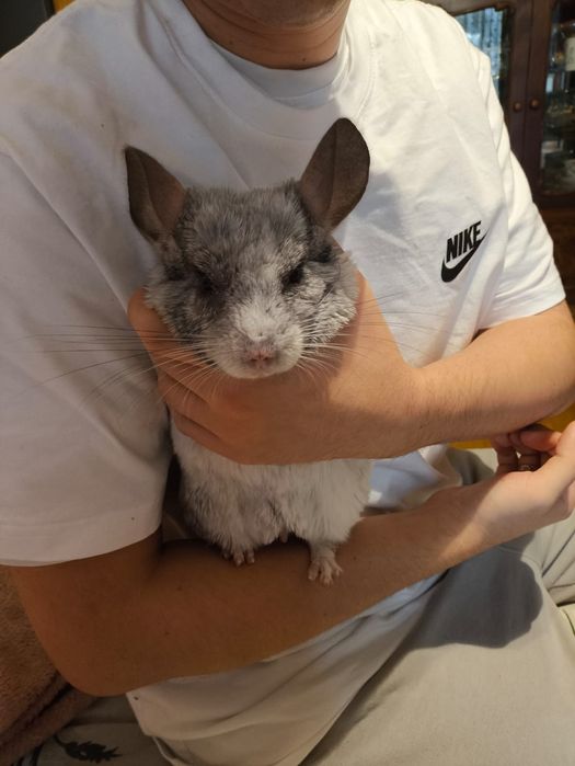 Продам Шиншилл срочно