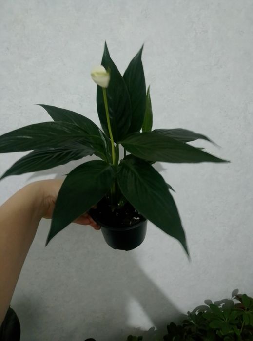 Комнатные цветы,Женское счастье