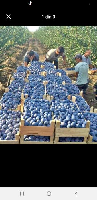 Prune super calitate pentru băuturi spirtoase tradiționale !